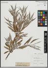 Foto von Salix alba subsp. vitellina (L.) Arcang.